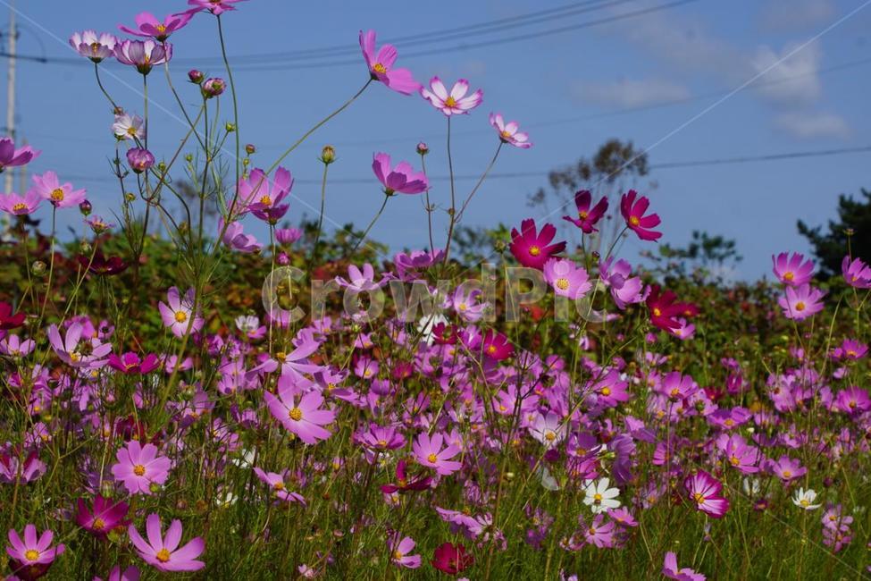 가을,코스모스,꽃,식물,자연,계절,붉은색,핑크,순수,감성,cosmos,red,pink,fall,nature,autumn,green,white,하늘,구름,sky,가을,계절,fall,autumn,season,식물,자연,plants,nature,꽃,flower,blossom,geranium,제라늄,plant,petal,꽃잎