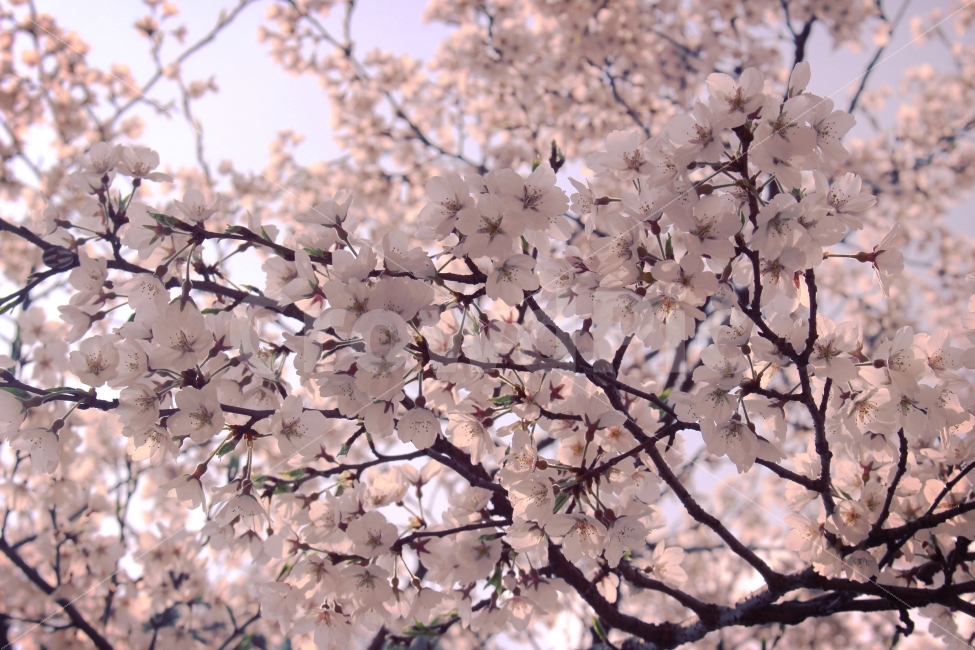 벚꽃,봄,꽃놀이,꽃,풍경,자연,봄,계절,spring,season,식물,자연,plants,nature,꽃,flower,plant,blossom,cherry blossom
