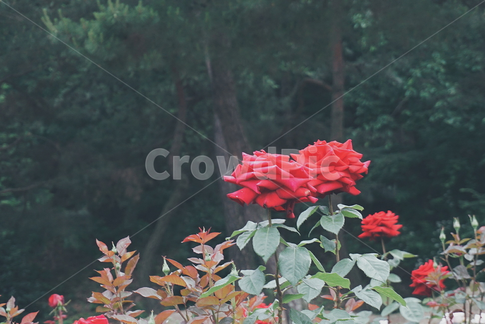 울산대공원,장미축제,울산대공원장미원,장미,꽃,장미꽃,식물,자연,plants,nature,꽃,flower