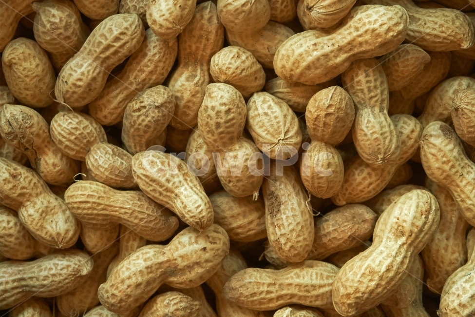 땅콩,견과,껍질,nut,peanut,콩,뿌리,수확,농사,농경,맛있는,간식,주전부리,맛,식품,영양,음식,식재료,요리,food,cook,meal,dishes,food reserves,콩류,견과류,beans,pulse,nuts,dry fruits
