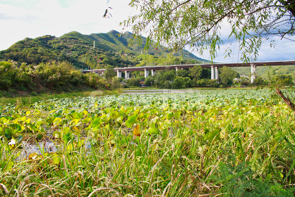 풍경,경치,여름,양평,연꽃,자연,풍경,nature,landscape,field,들,outdoors,옥외,grassland,목초지,farm,농장,rural,농촌