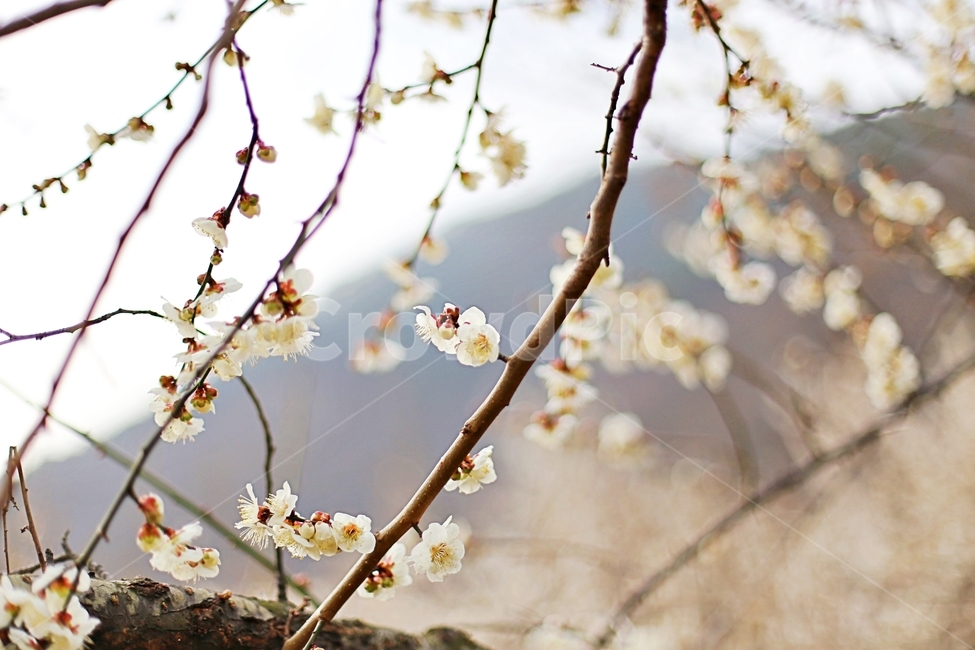 하동,경남하동,매화마을,매화축제,매화꽃,매화,꽃,flower,hadong,봄,계절,spring,season,식물,자연,plants,nature,꽃,flower,plant