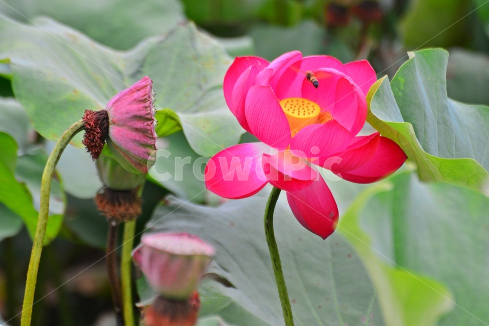 plant,식물,flower,blossom,꽃,petal,꽃잎,연꽃,연잎,수련,홍연,자연,불교