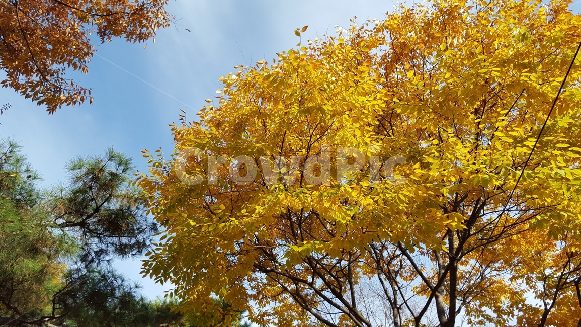 하늘,단품,가을,나무,나뭇잎,가을,계절,fall,autumn,season,자연,풍경,nature,landscape,tree,plant,식물,maple,단풍