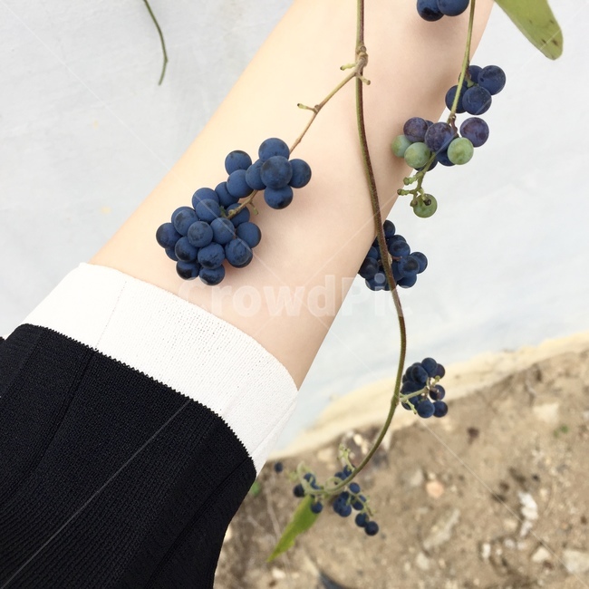 팔목,블루베리,blueberry,wrist,가을