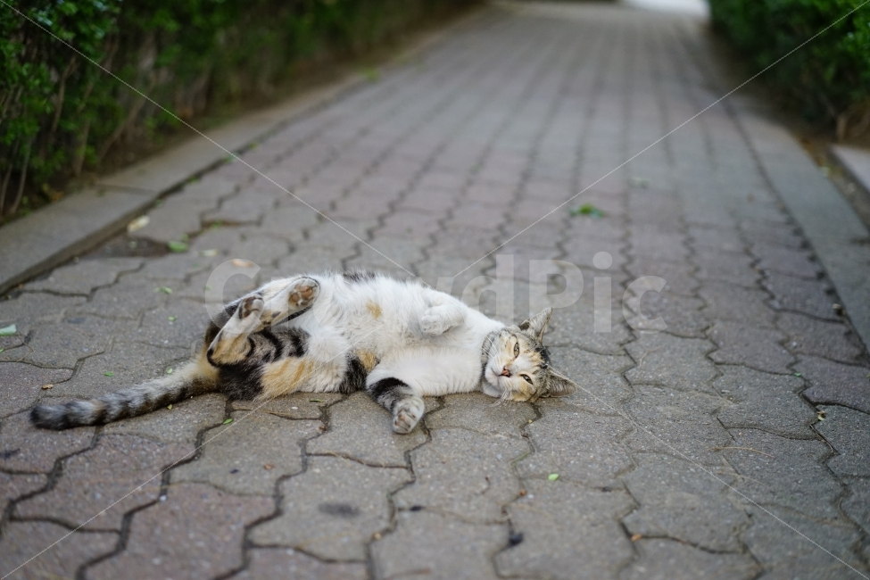 고양이,동물,야옹이,캣,cat,냐옹이,냐옹,길,거리,일상,풍경,생명,길냥이,길가,일상사진,귀요미,동물,animal,포유류,mammal,고양이,cat,kitten,kitty