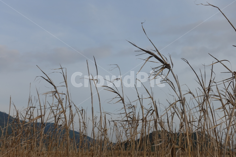 grass,plant,갈대,가을,계절,fall,autumn,식물,순천만,순천