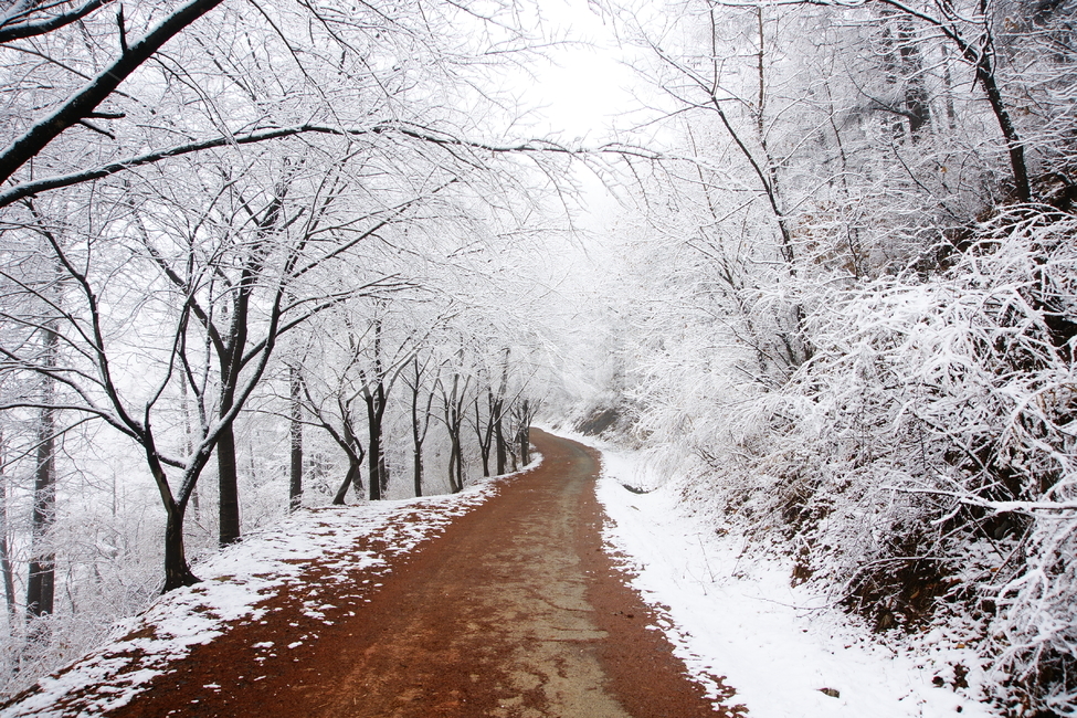 nature,snow,눈,겨울,설경,산책,겨울,계절,winter,season,자연,풍경,nature,landscape