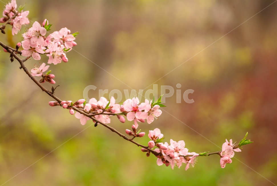 진달래꽃,고려산,진달래,강화도,강화군,봄,계절,spring,season,식물,자연,plants,nature,꽃,flower,plant,blossom,cherry blossom,벚꽃