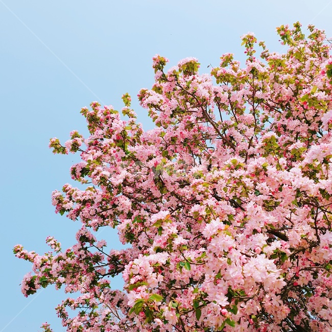 겹벚꽃,하늘,봄,꽃,분홍,풍경,꽃나무,cherryblossom,blooming,flower,pink,sky,봄,계절,spring,season,plant,식물,blossom