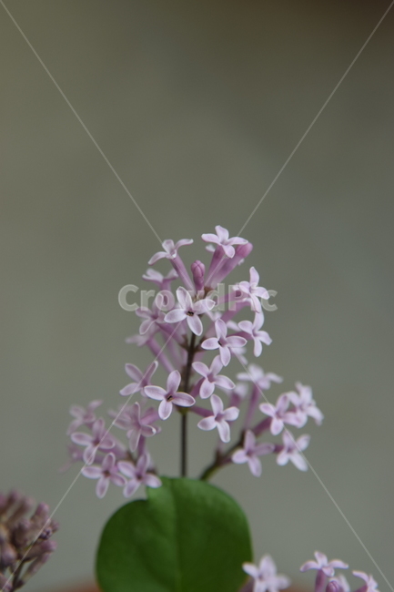라일락,꽃,보라색꽃,보라꽃,flower,plant,꽃잎,꽃,flower