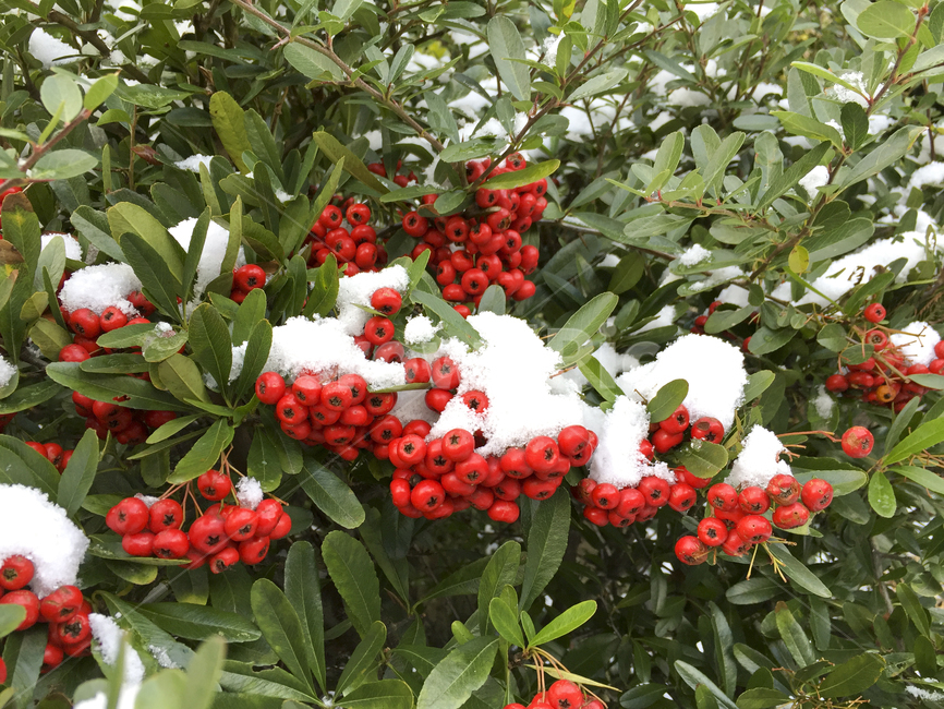 제주도,천냥금,만냥금,빨간열매,풀,열매,식물,눈,겨울,겨울,계절,winter,season,과일,열매,fruit