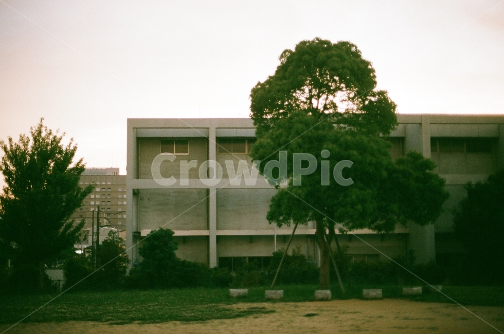 grass,잔디,plant,식물,공원,마당,나무,tree,초록,초록빛,green,한그루,해질녁,노을