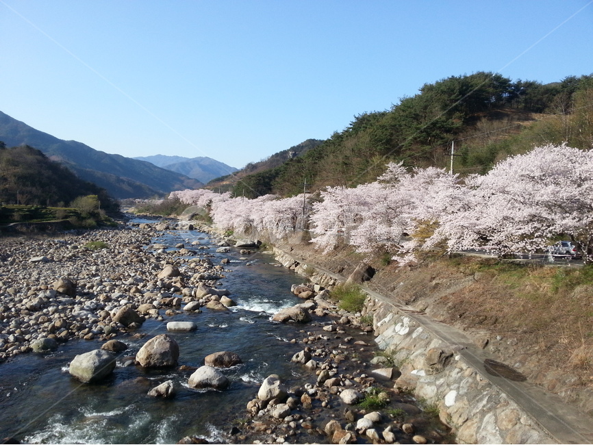 하동,쌍계사,십리벚꽃길,벚꽃축제,지리산,화개천,섬진강,봄,계절,spring,season,자연,풍경,nature,landscape,한국자연풍경,한국자연경관,korea nature landscape,water,물