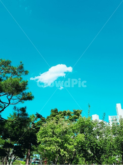 코끼리,구름,나무,하늘,공원,sky,색깔,색상,색채,색감,color sense,color sensitivity,feeling of color
