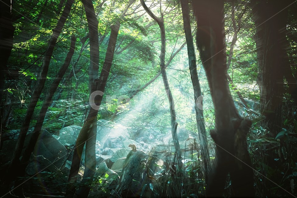 무등산,다람쥐,빛내림,등산,야생동물,자연,풍경,nature,landscape,vegetation,초목,plant,식물,outdoors,옥외,land,땅,tree,나무,jungle,밀림,rainforest,열대 우림,forest,숲,woodland,삼림지,grove,작은 숲