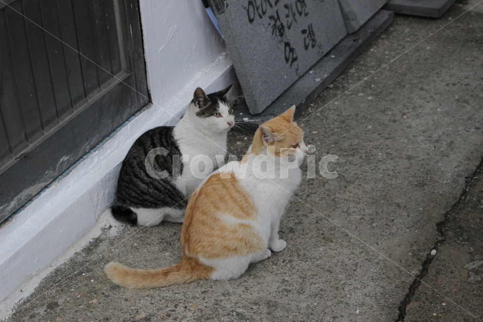 고양이,길냥이,동물,pet,cat,animal