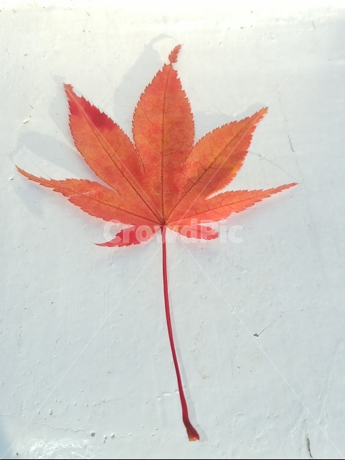 가을,단풍,나뭇잎,단풍잎,낙엽,잎,leaf,식물,나무,가을,계절,fall,autumn,season,plant,tree,maple