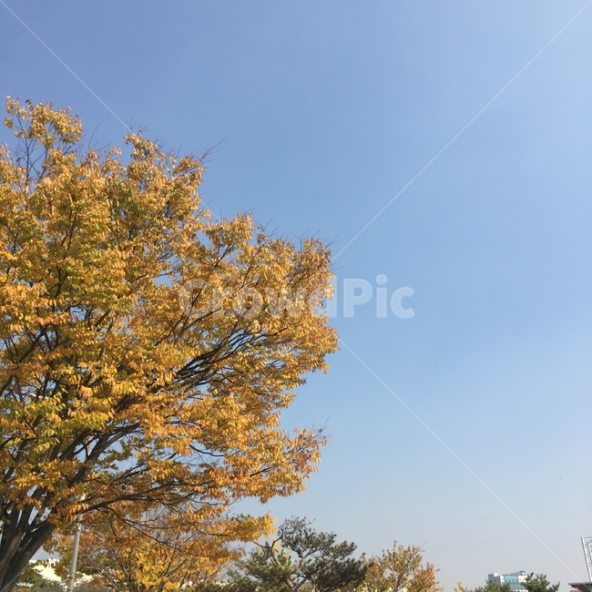 단풍,tree,식물,나무,나무줄기,가을,계절,fall,autumn,season,식물,자연,plants,nature,나무,trees,wood,plant,tree trunk,나무 줄기