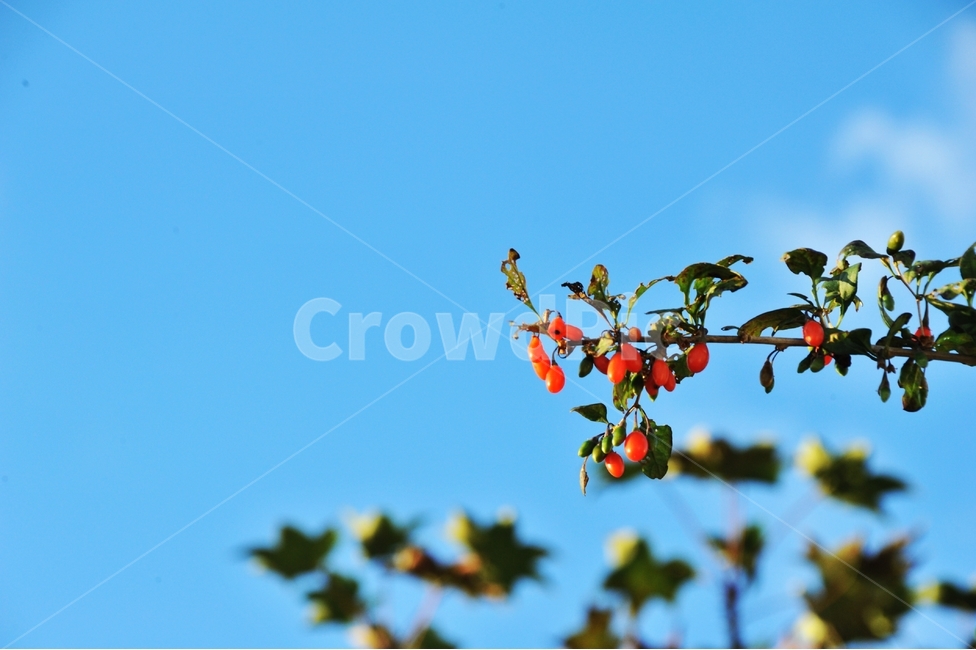 구기자,고지베리,빨간열매,약재,나무,식물,한양자재,拘杞子,식물,자연,plants,nature,과일,열매,fruit