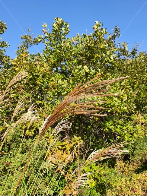 plant,식물,갈대,나무,산,갈대숲