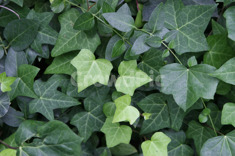 자연,식물,녹색,잎새,신선함,식물,자연,plants,nature