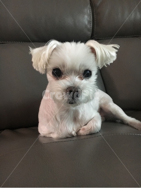 말티즈,말티,댕댕이,삐짐,반려견,소형견,애견,귀여운,사랑스러운,작은댕댕이