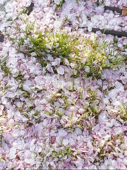 봄,봄꽃,벗꽃,벗꽃잎,꽃잎,꽃길,꽃,핑크,핑크꽃,봄꽃길,분홍,여린,여리여리,봄냄새,색깔,봄색,봄색깔,분홍분홍,연분홍