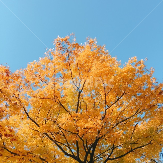 은행나무,가을,autumn,skan,tree,식물,단풍,가을,계절,fall,autumn,season