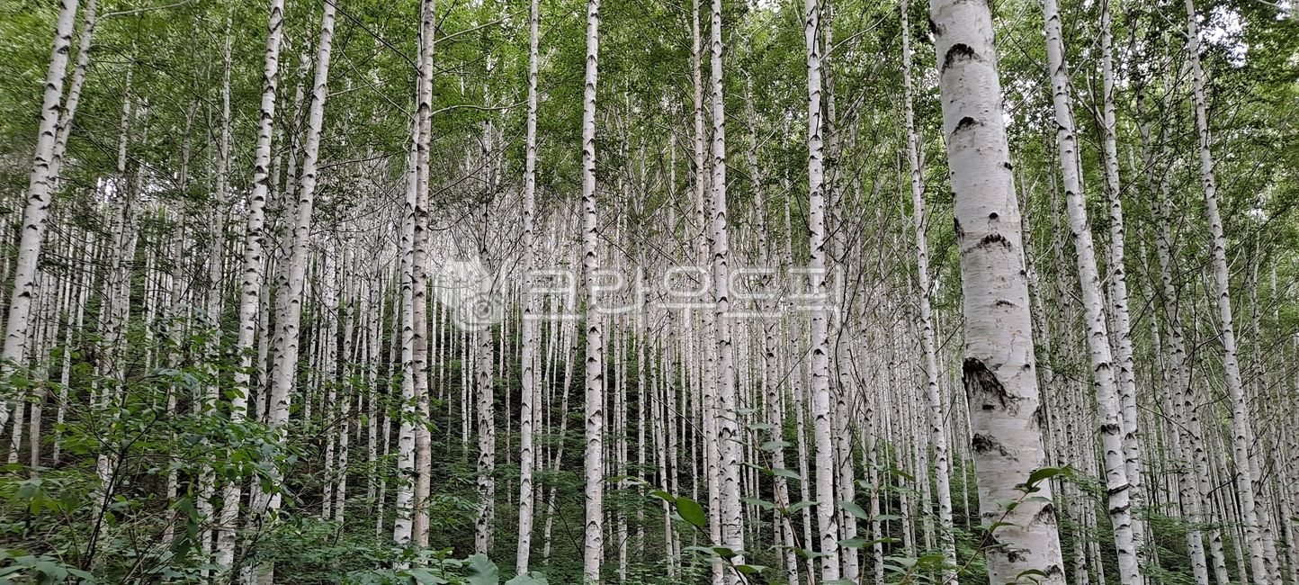 birch tree,Inje,white tree,birch,white birch tree