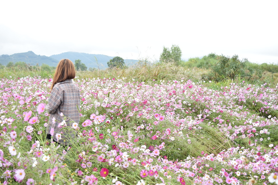 사람,person,코스모스,꽃,한국,가을,계절,fall,autumn,season,사람,인물,인간,human,person,여성,여자,woman,female,lady