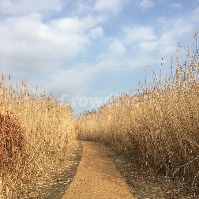 grass,잔디,plant,식물,갈대,가을,계절,fall,autumn,season,자연,풍경,nature,landscape