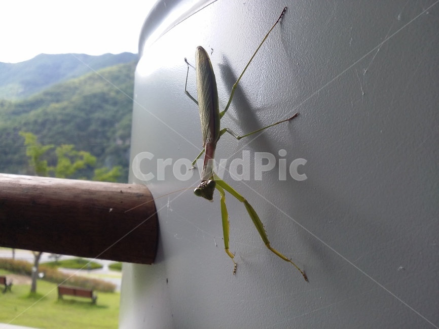 insect,곤충,동물,사마귀,자연,동물,animal,곤충,벌레,insect,bug