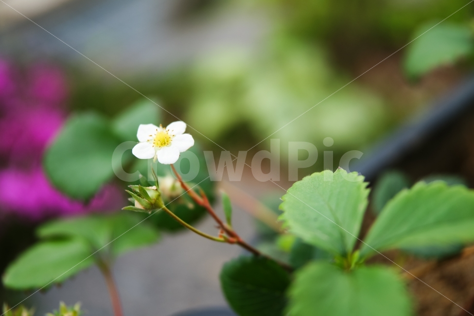 딸기꽃,흰색,봄,녹색,노랑,꽃,딸기,식물,자연,plants,nature,꽃,flower