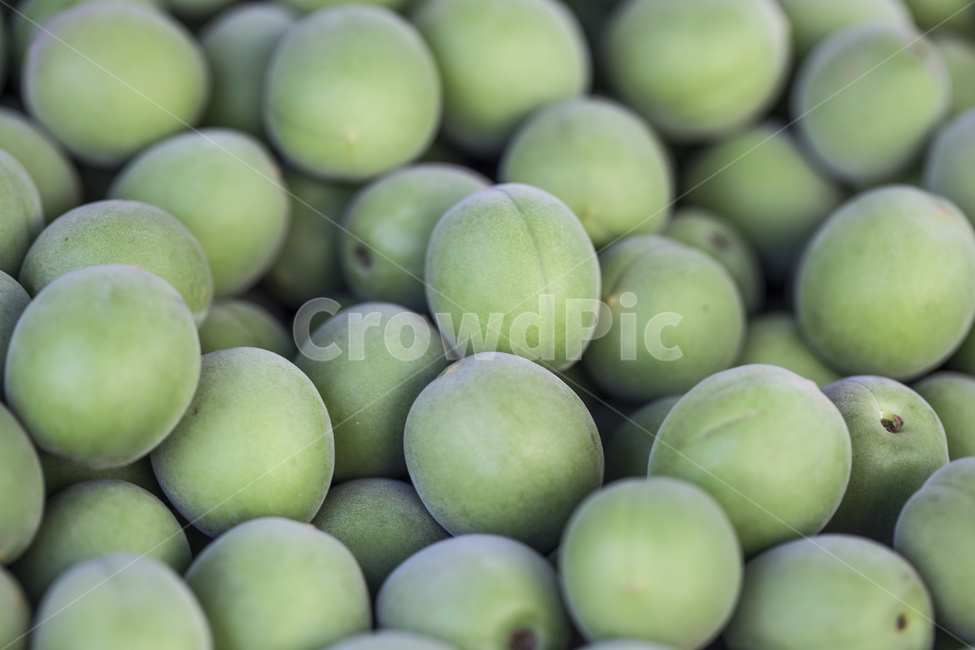 매실,매실청,매실주,열매,청매실,초록,과일,fruit,식자재,음식,식재료,요리,야채,food,매화,매화나무,봄,과실,과육,녹색,신선한,음식,식재료,요리,food,cook,meal,dishes,food reserves,과일,열매,fruit