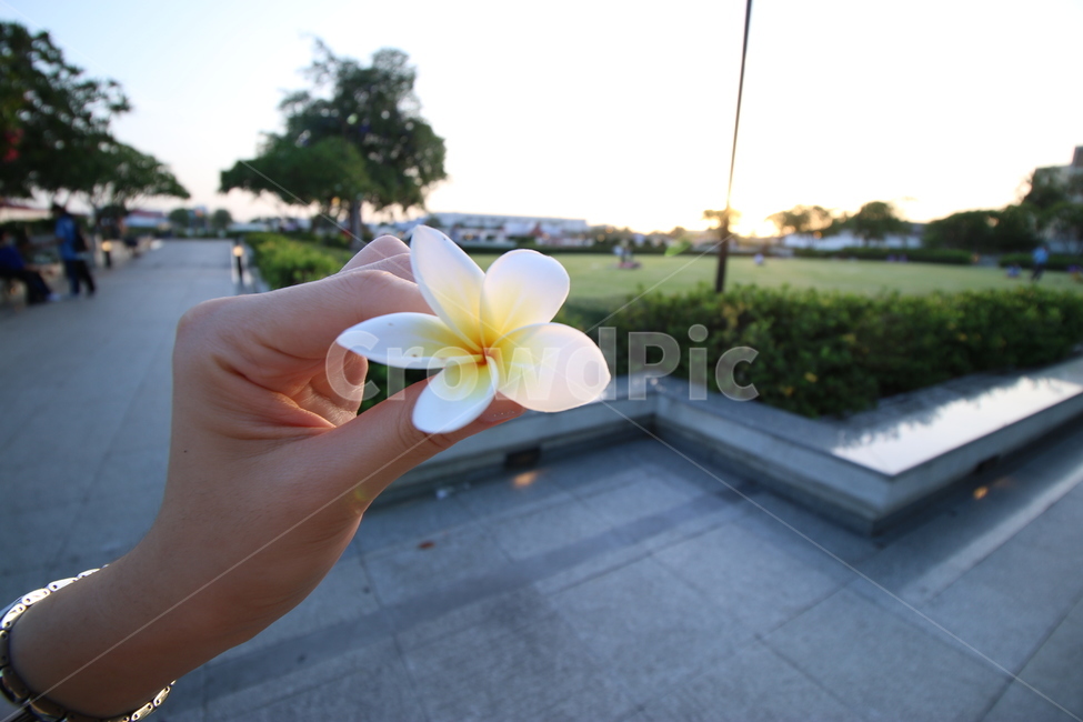 릴리와디,plumeria,태국꽃,flower,꽃,person,사람,blossom,꽃잎,태국