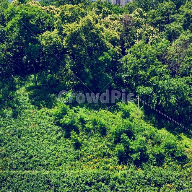 plant,식물,vegetation,bush,초목,산,숲,forest,초록색,산길,green