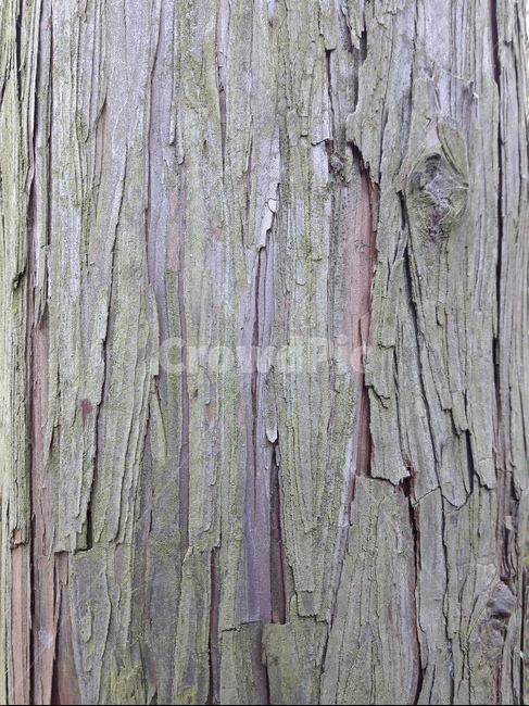 나무줄기,treetrunk,tree,plant,나무껍질,식물,나무,wood,texture,pattern,목재,무늬,배경,background,식물,자연,plants,nature,나무,trees,wood