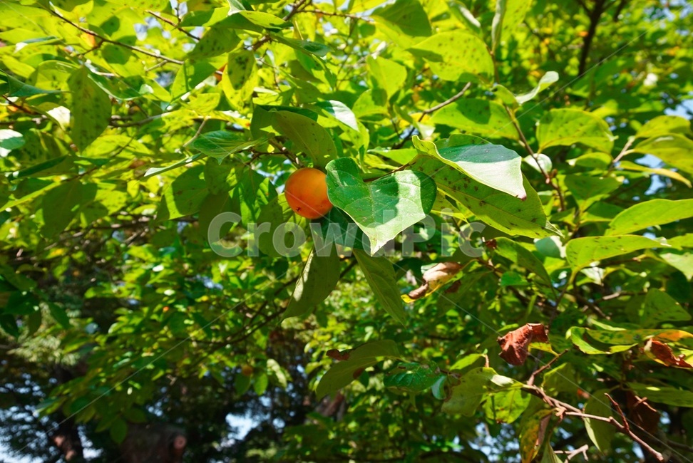 plant,식물,주황색,fruit,과일,감귤류과일,citrusfruit,orange