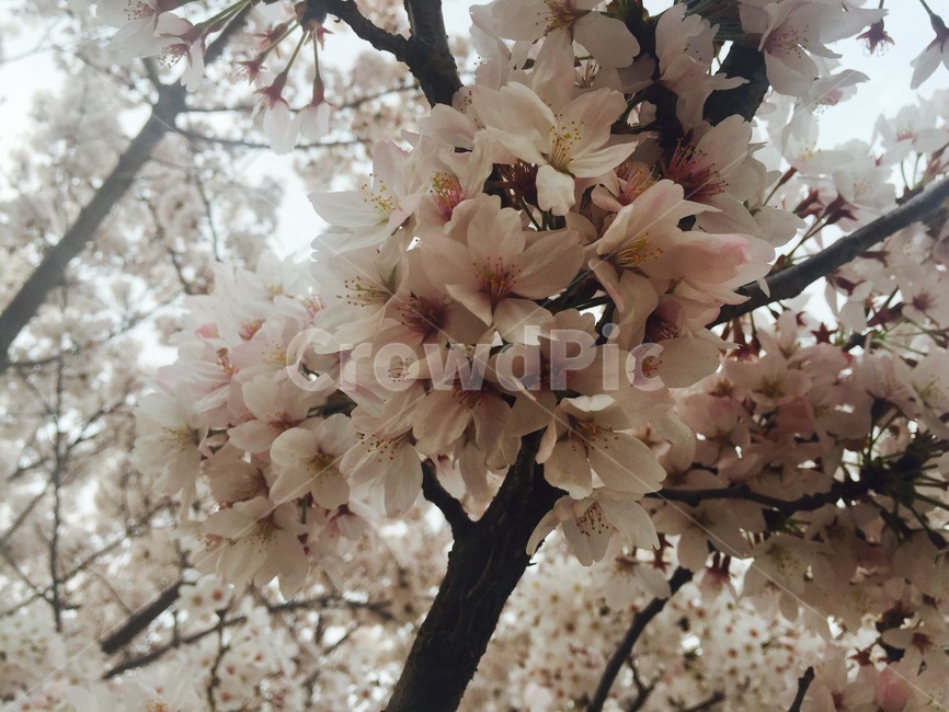 plant,식물,flower,blossom,꽃,cherryblossom,벚꽃,봄꽃,봄,계절,spring,season,식물,자연,plants,nature,꽃,flower