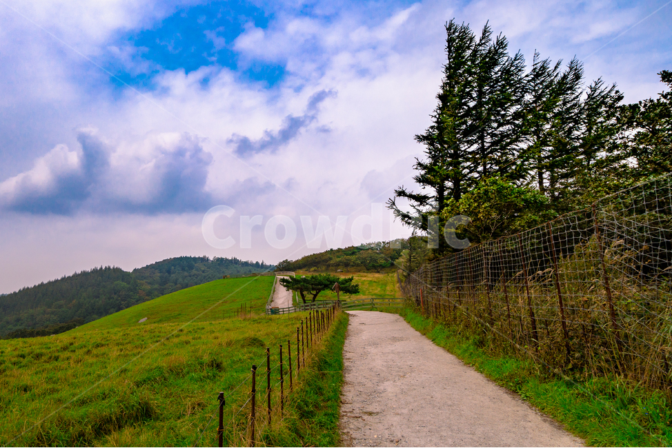 대관령,양떼목장,목초지,강원도,봄,시골,자연,풍경,nature,landscape,한국자연풍경,한국자연경관,korea nature landscape,outdoors,옥외