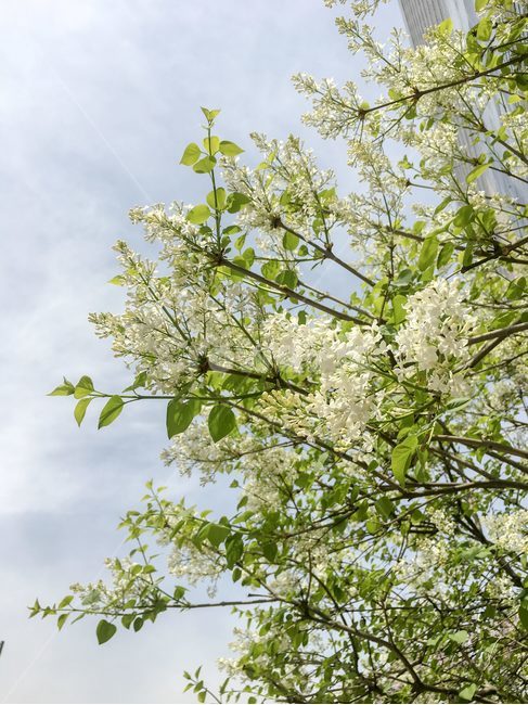 식물,plant,자연,nature,봄,자연,풍경,nature,landscape