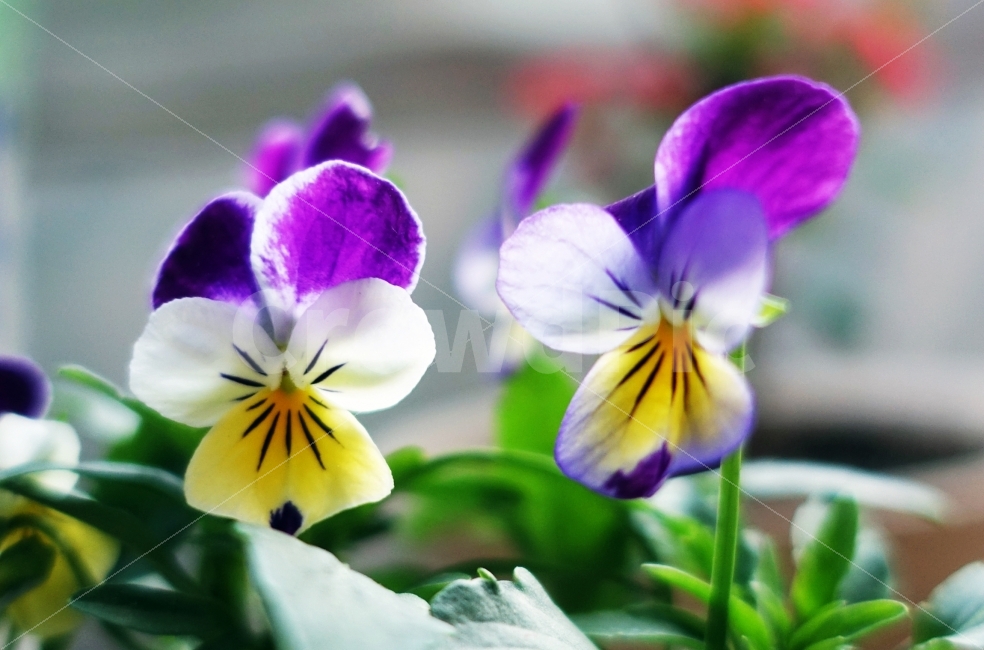 꽃,여행,화분,봄,봄꽃,식물,자연,plants,nature,꽃,flower