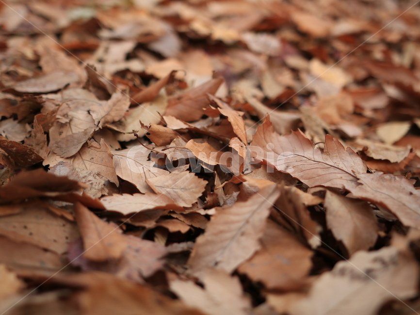 낙엽,가을,추억,기억,아련한,가을,계절,fall,autumn,season,leaf,잎,plant,식물