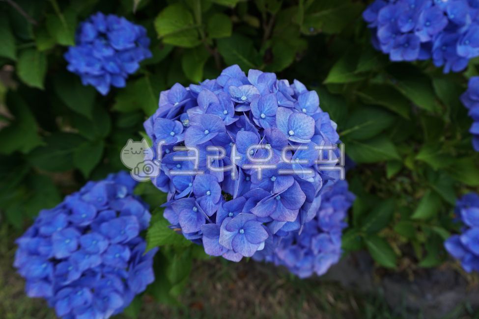 수국,수국축제,여름꽃,식물,꽃,자연,풀,꽃잎,보라색,파란색,파란꽃