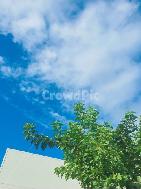 plant,식물,tree,나무,nature,자연,하늘,sky,cloud