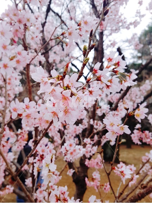벚꽃,꽃,flower,봄,blossom,봄,계절,spring,season,plant,식물,cherry blossom