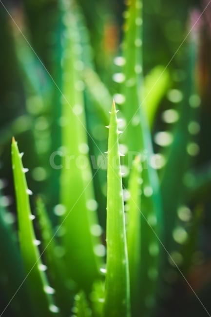 선인장,가시,빛망울,보케,식물원,접사,식물,자연,plants,nature,감성,sensible,feeling,색깔,색상,색채,색감,color sense,color sensitivity,feeling of color