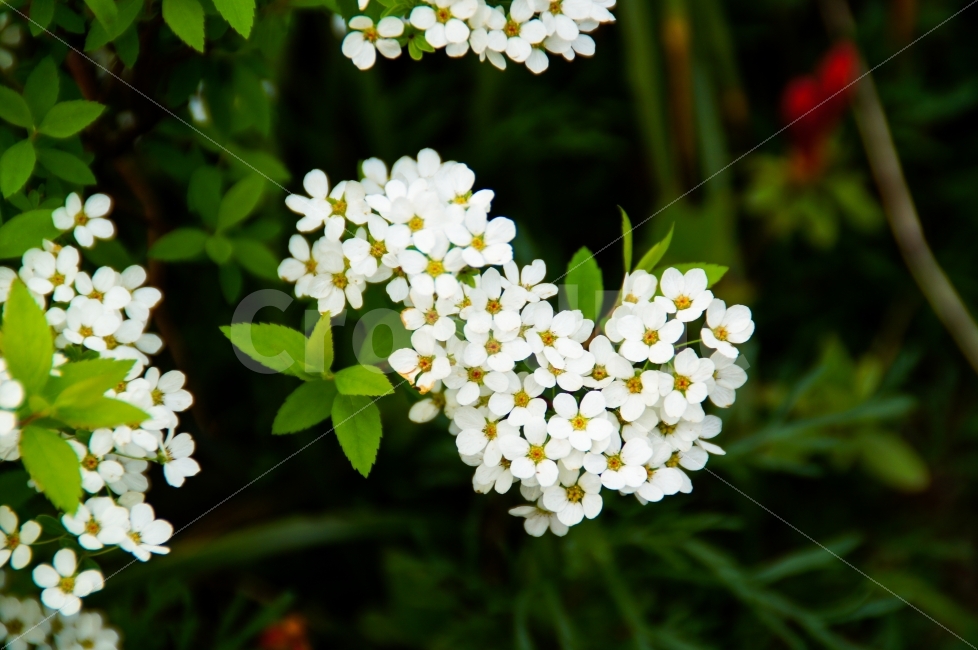 공원,꽃,봄,봄꽃,들꽃,푸름,식물,자연,plants,nature,꽃,flower