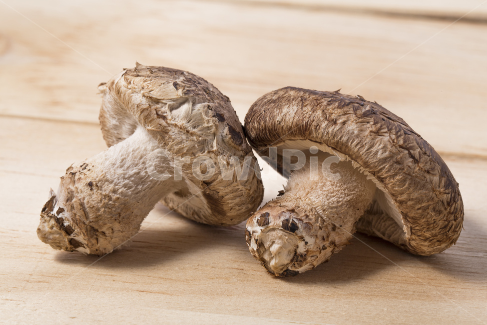 버섯,표고버섯,송이버섯,송고버섯,식품,식재료,재배,농산물,버섯,mushroom,음식,식재료,요리,food,cook,meal,dishes,food reserves